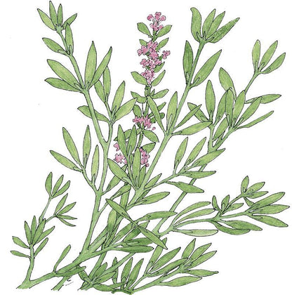English Thyme Seeds (Organic) – Vegetable Seeds
