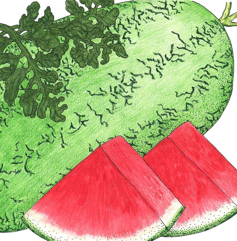 Watermelon Seeds (Organic) Crimson Sweet – Vegetable Seeds