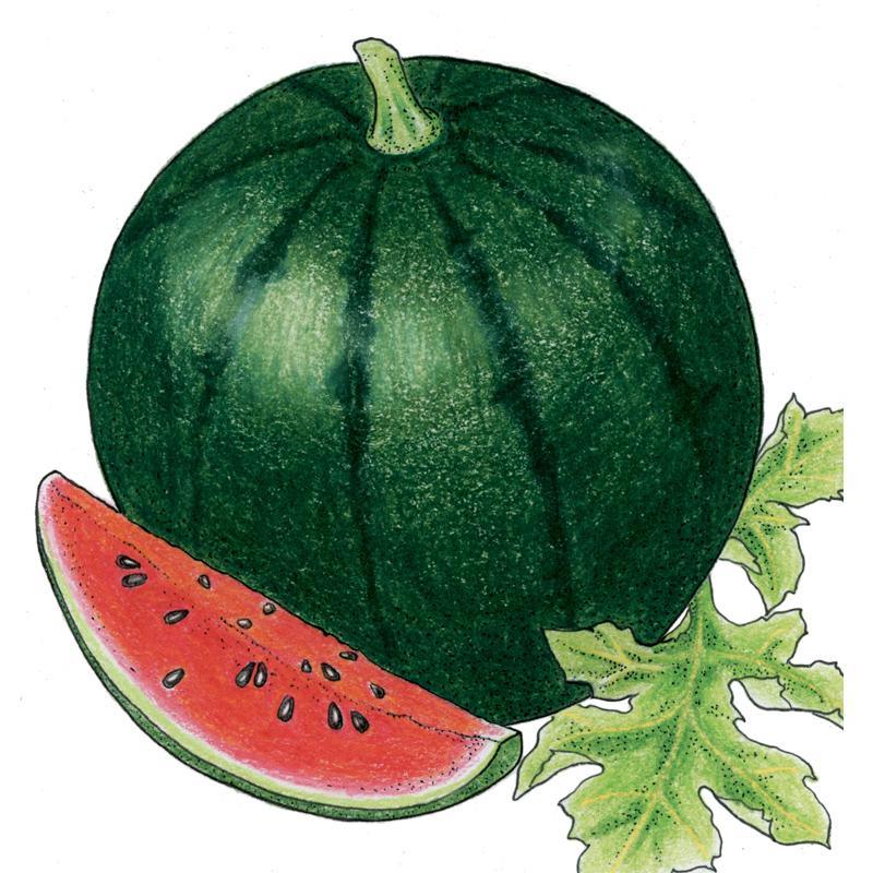 Watermelon Seeds (Organic), Sugar Baby – Vegetable Seeds