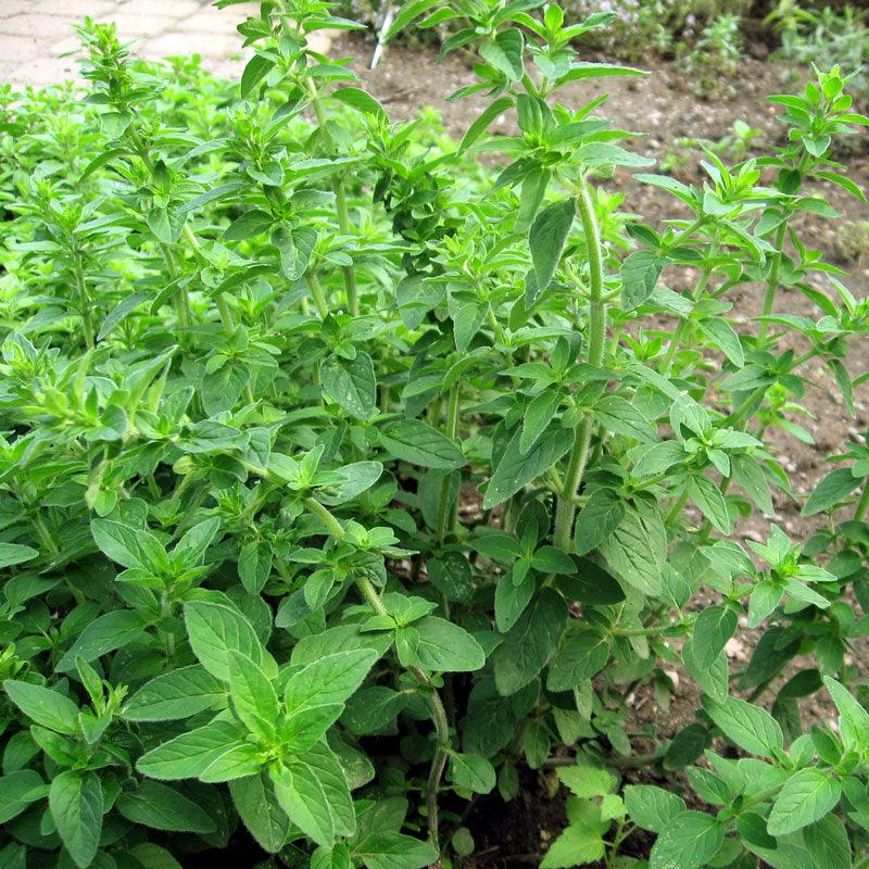 Oregano Seeds (Organic) Italian – Vegetable Seeds