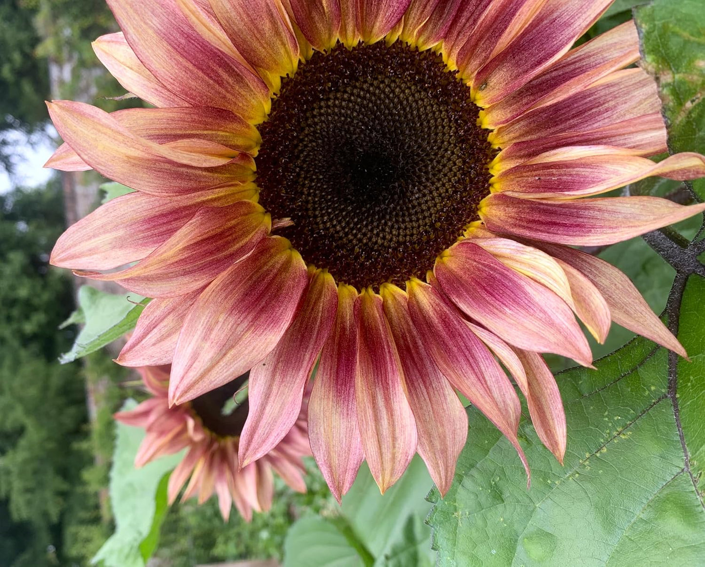 Ruby Passion Sunflower Seeds – Vibrant Red Blooms for Garden Planting