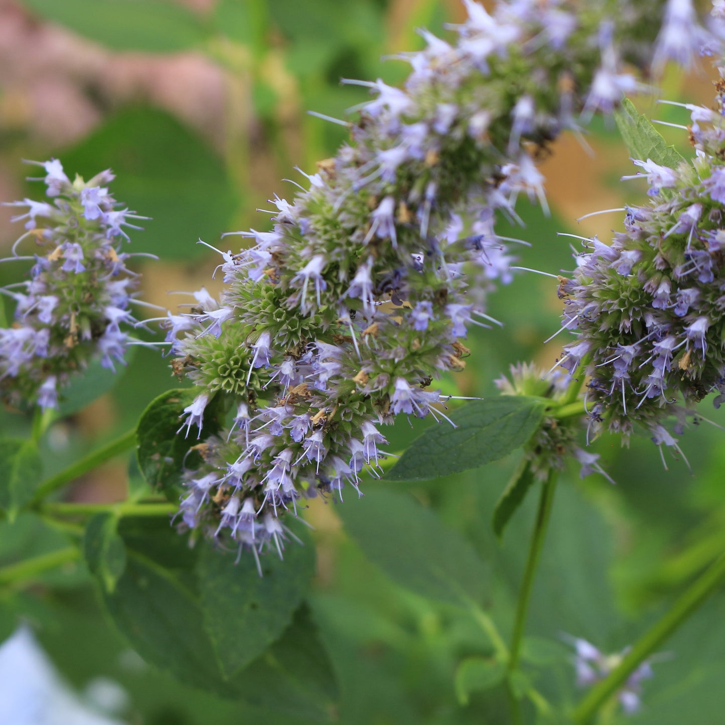 Patchouli Essential Oil – Essential_Oil