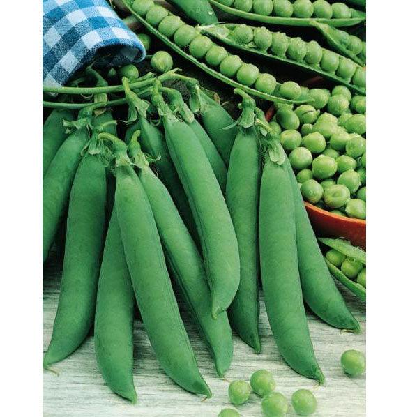 Pea Seeds (Organic) Progress #9 – Vegetable Seeds