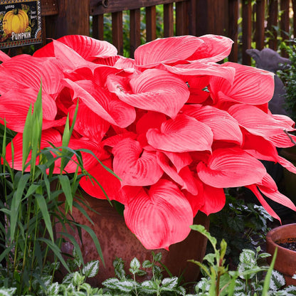 Red Hosta Seeds Ans Perennial Shade Loving Plants for Indoor And Outdoor Gardens, Pollinator Friendly And Low Maintenance