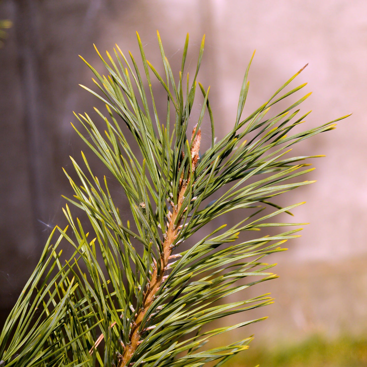 Pine Needle Essential Oil – Essential_Oil