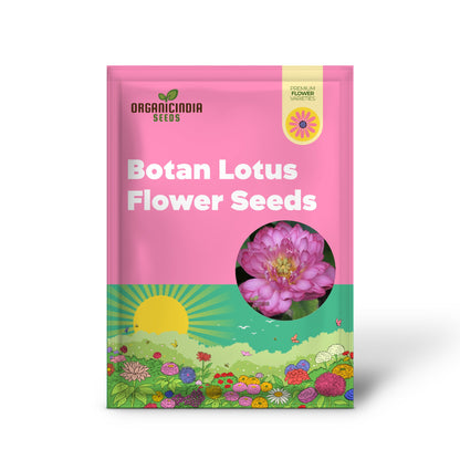 Lotus Seeds (Momo Botan Lotus Seeds) - Exquisite Pink Blooms for Ponds & Water Gardens