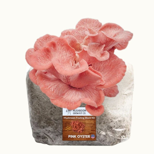 Pink Oyster Mushroom Grow Kit Fruiting Block - 5 LBS – Oyster Mushrooms
