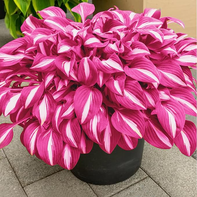 Pink White Hosta Seeds – Variegated Shade-Loving Perennial for Borders & Gardens