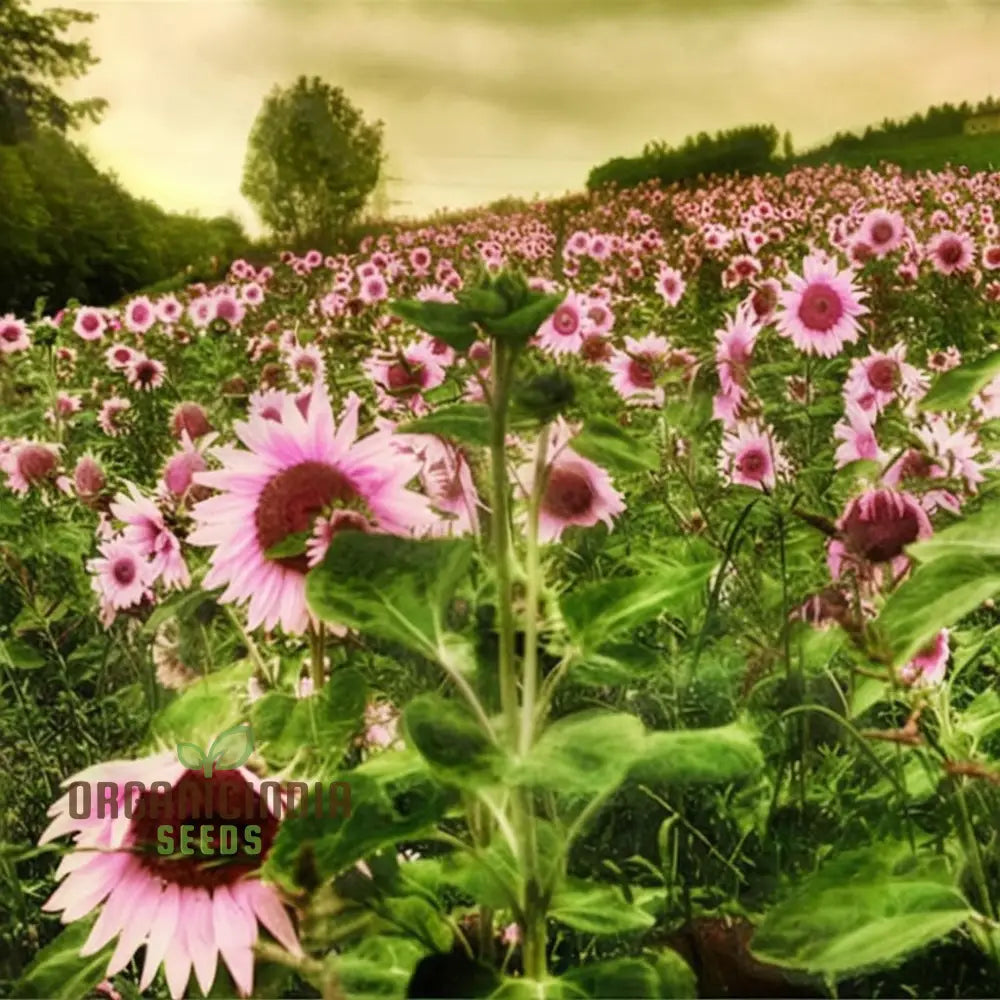 Premium Pink Sunflower Seeds, Vibrant Blooms for Garden Planting Easy to Grow, Attract Pollinators