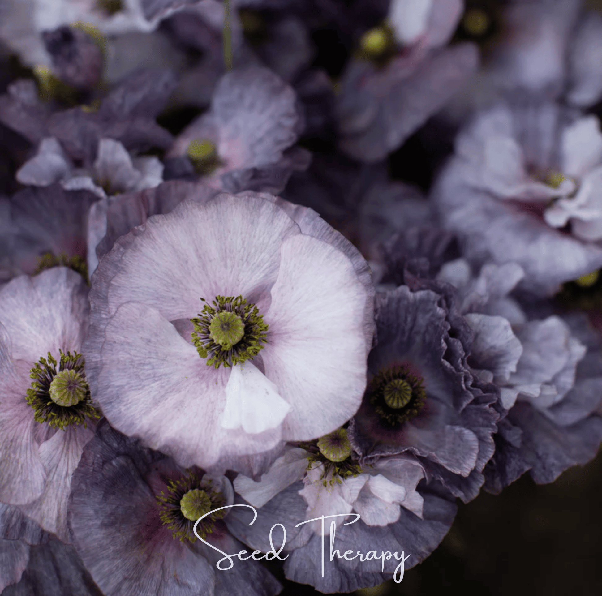 Amazing Grey Poppy – 25 Seeds – Seeds