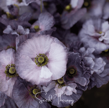 Amazing Grey Poppy – 25 Seeds – Seeds