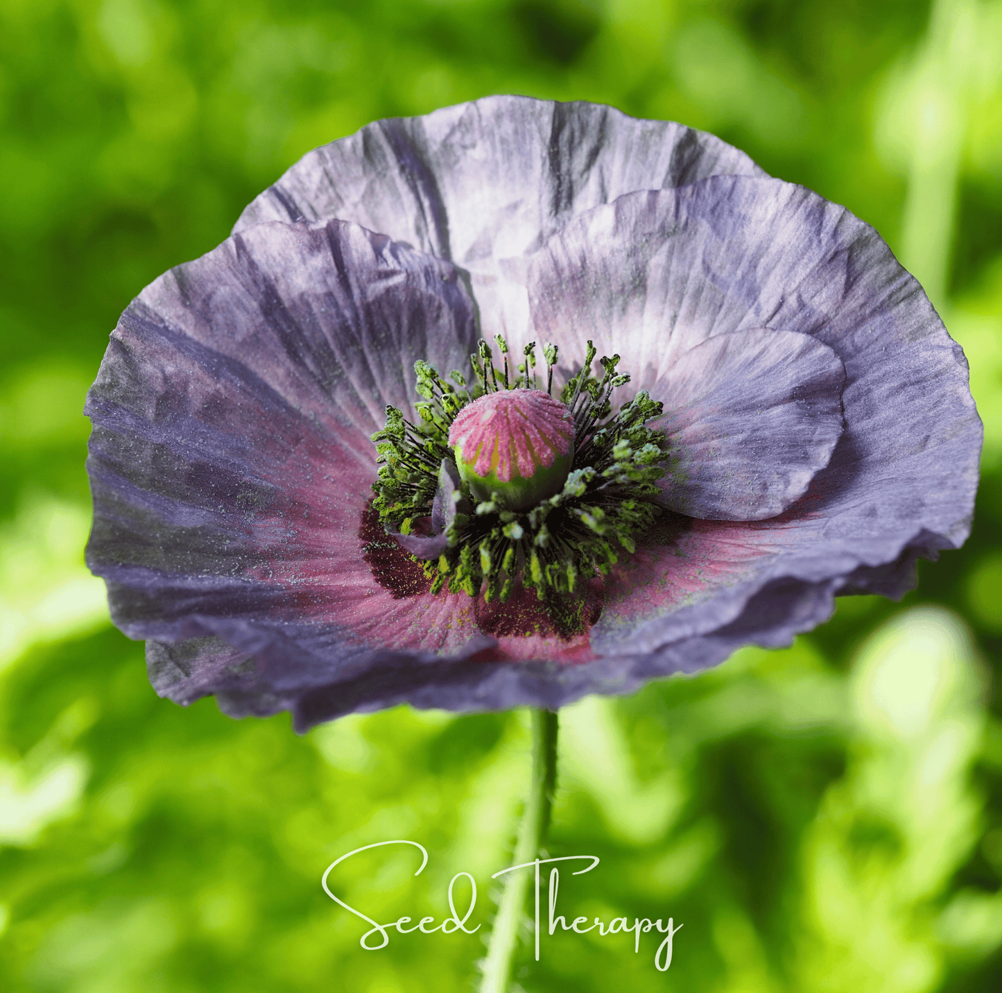 Amazing Grey Poppy – 25 Seeds – Seeds