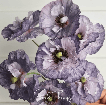 Amazing Grey Poppy – 25 Seeds – Seeds