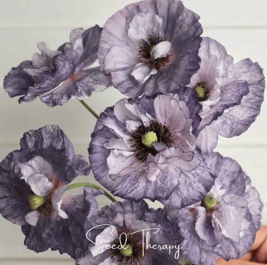 Amazing Grey Poppy – 25 Seeds