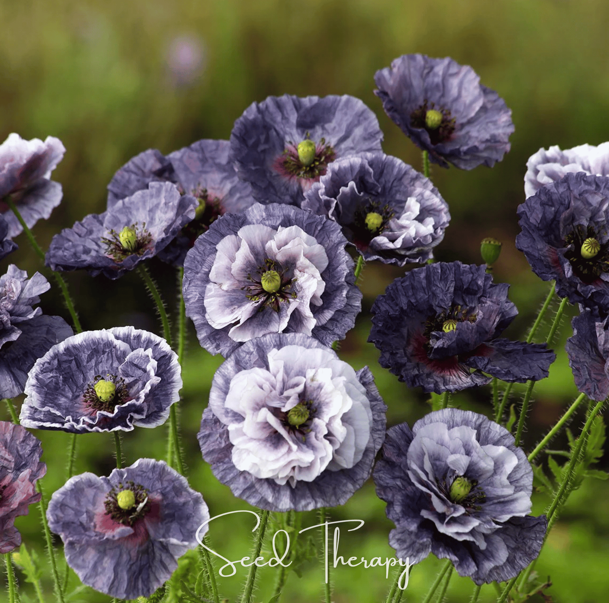 Amazing Grey Poppy – 25 Seeds – Seeds