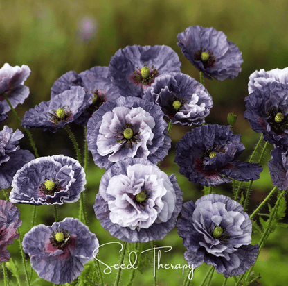 Amazing Grey Poppy – 25 Seeds – Seeds