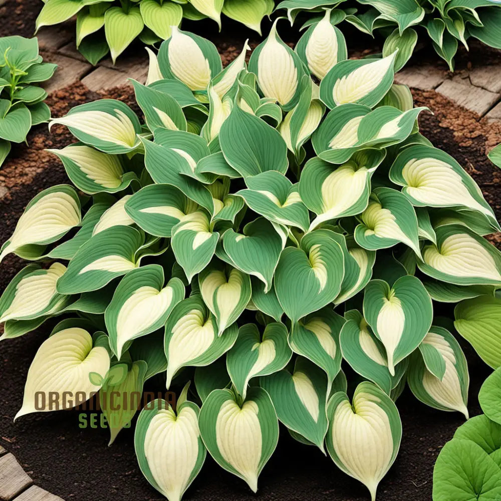 Premium Hosta Seeds – Decorative Foliage Variety for Shaded Gardens