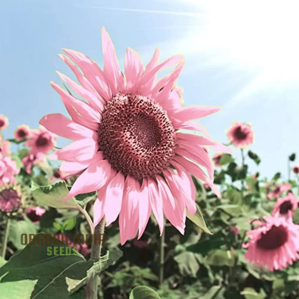 Premium Pink Sunflower Seeds, Vibrant Blooms for Garden Planting Easy to Grow, Attract Pollinators