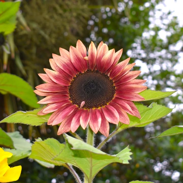 Ruby Passion Sunflower Seeds – Vibrant Red Blooms for Garden Planting