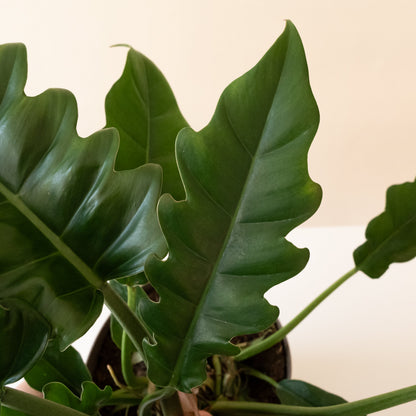 Philodendron 'Double-Edged Sword' – Upright Clumping Houseplant