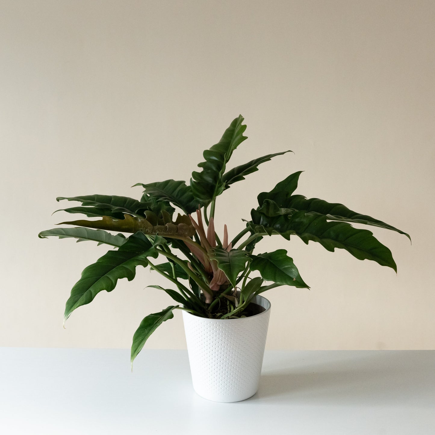 Philodendron 'Double-Edged Sword' – Upright Clumping Houseplant
