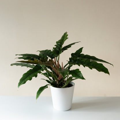 Philodendron 'Double-Edged Sword' – Upright Clumping Houseplant