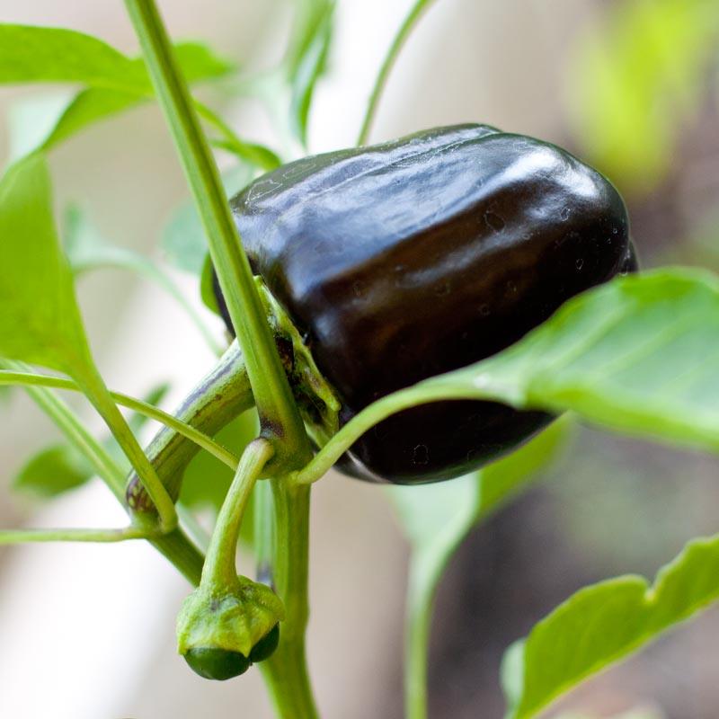 Purple Beauty Sweet Pepper Seeds (Organic) – Vegetable Seeds