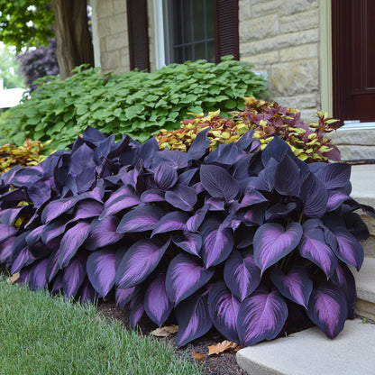 Rare Mix Hosta Plant Seeds, Purple  Black,  Exotic Shade Garden Beauty