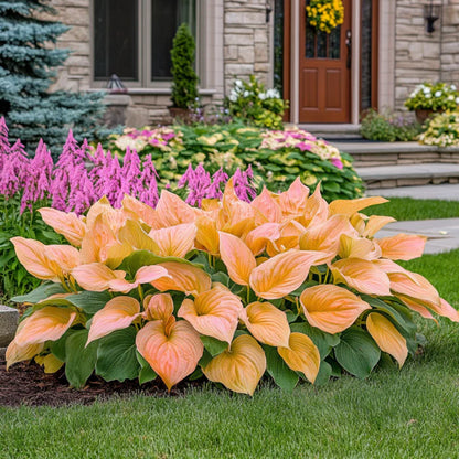Rare Orange and Pink Hosta Seeds – Unique Hybrid Foliage Colors for Shade Gardens