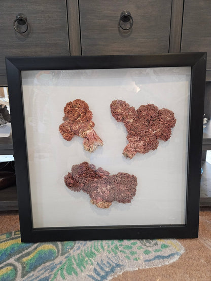 Rare Red Soft Coral Sponge Trio Shadowbox - 20"x20" Ocean-Inspired Décor – Wall Decor