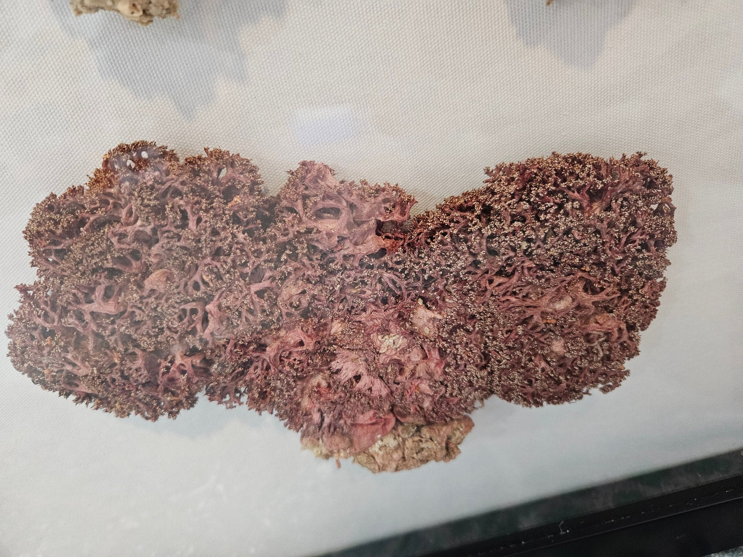 Rare Red Soft Coral Sponge Trio Shadowbox - 20"x20" Ocean-Inspired Décor – Wall Decor