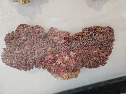 Rare Red Soft Coral Sponge Trio Shadowbox - 20"x20" Ocean-Inspired Décor – Wall Decor
