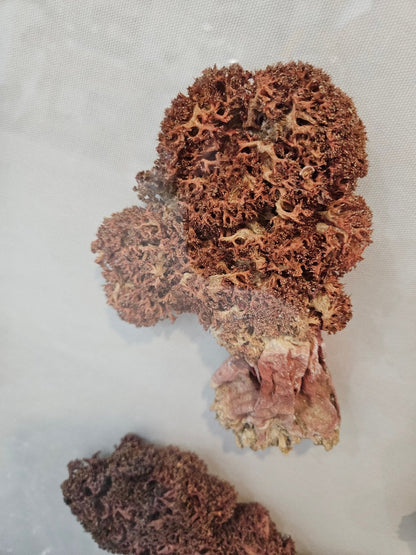 Rare Red Soft Coral Sponge Trio Shadowbox - 20"x20" Ocean-Inspired Décor – Wall Decor