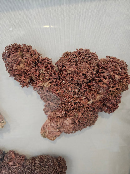 Rare Red Soft Coral Sponge Trio Shadowbox - 20"x20" Ocean-Inspired Décor – Wall Decor