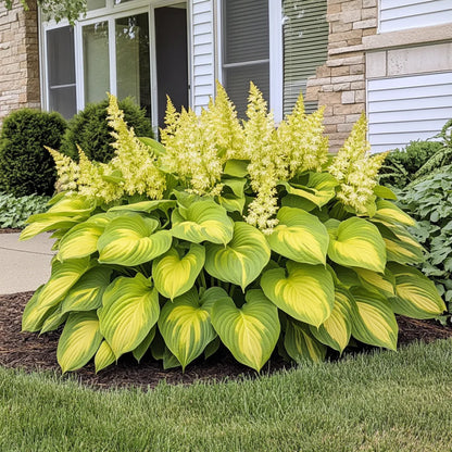 Rare Yellow Gold Hosta Seeds – Bright Lime Green and Golden Shade Foliage