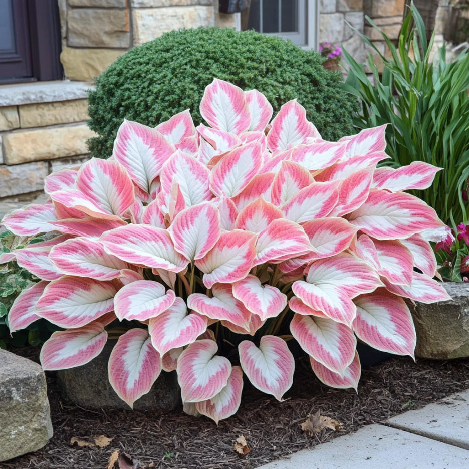Rare Mix Hosta Plant Seeds,  Pink and White  Elegant Shade Garden Blooms