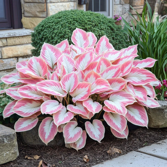 Rare Mix Hosta Plant Seeds,  Pink and White  Elegant Shade Garden Blooms