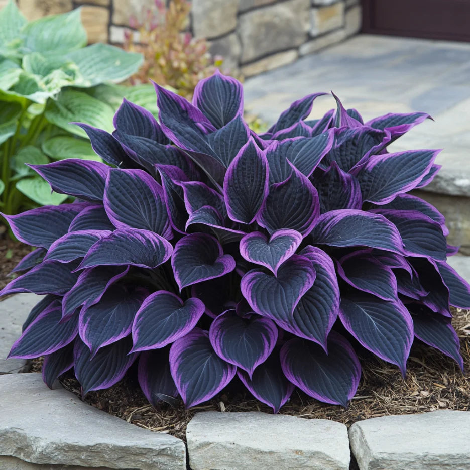 Rare Mix Hosta Plant Seeds, Purple  Black,  Exotic Shade Garden Beauty
