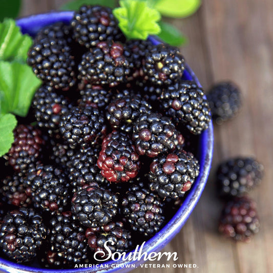 Black Raspberry – 30 Seeds
