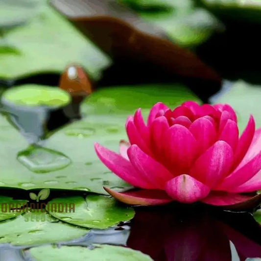 Waterlily Lotus Kamal Flower Seeds for Home Garden , Eco Pack (Red), Non GMO Flower Seeds for Gardening and Planting  Ideal for Home Garden Enthusiasts Seeking Beautiful Blooms