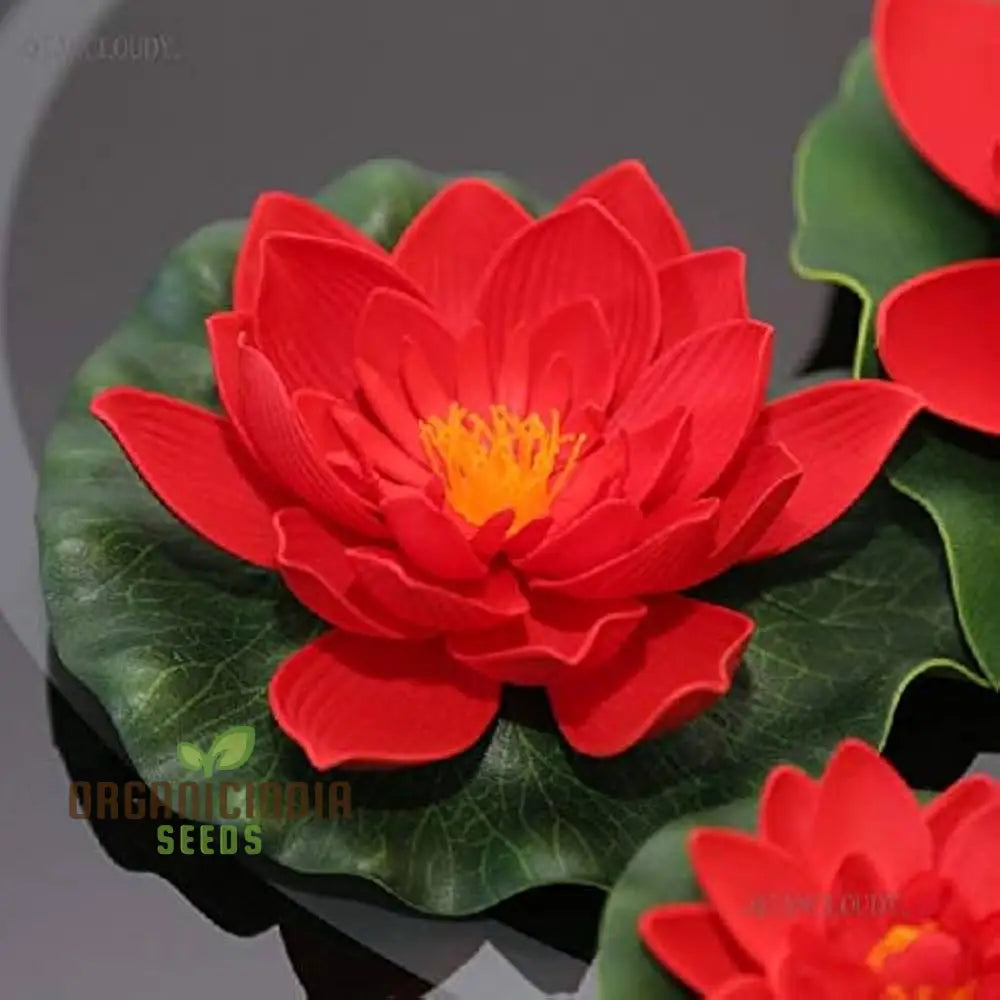 Red Lotus Seeds – Aquatic Water Garden Flower Plant