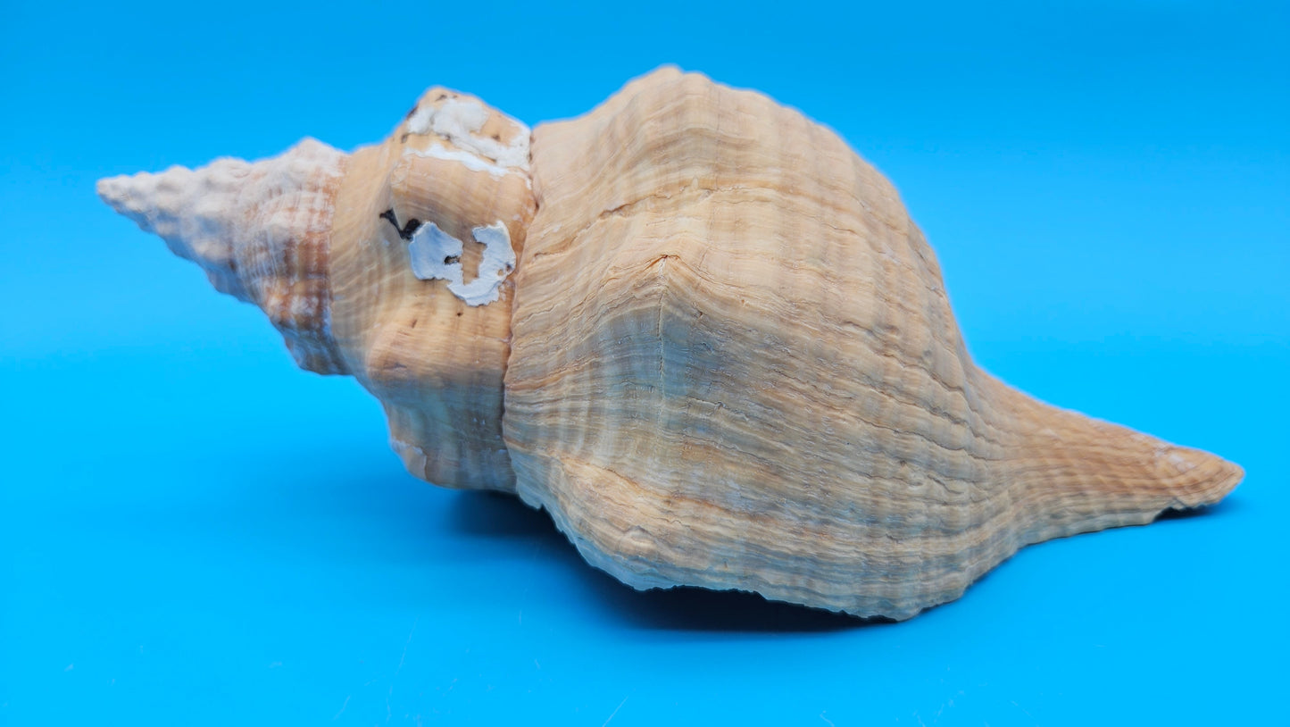 Rare Apricot Horse Conch Display Shell – Premium Coastal Home Decor Specimen 11" (Triplofusus giganteus) – Shells