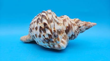 Caribbean Triton Shell – 10.5" Slight Mutation Display Piece Charonia variegata – Shells