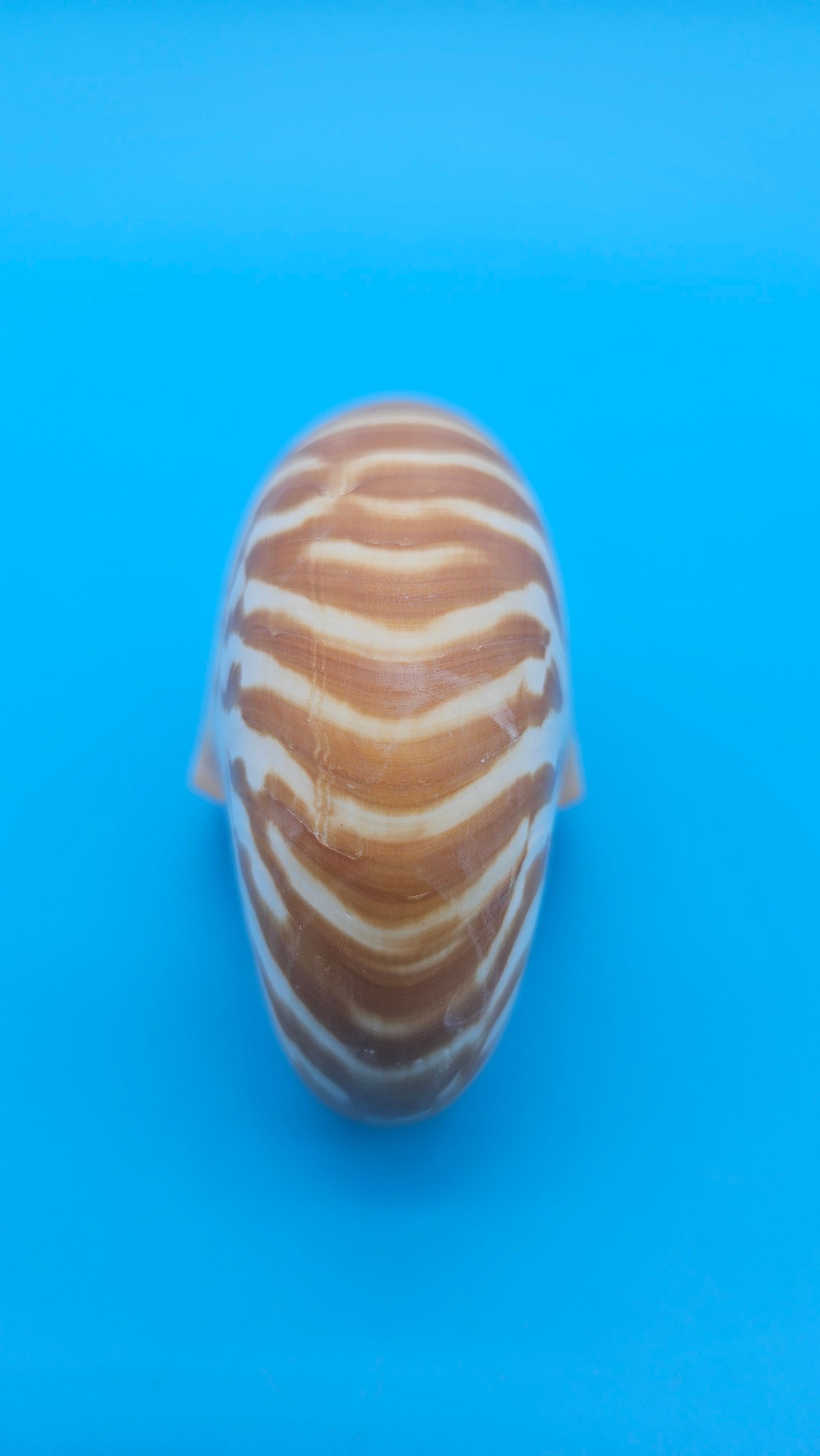 Chambered Tiger Nautilus Shell – Striking Natural Ocean Decor 3" (Nautilus pompilius) – Shells