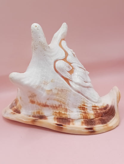 Hand Carved Yellow Helmet Shell – 7.8" Natural Cassis Cornuta – Shells