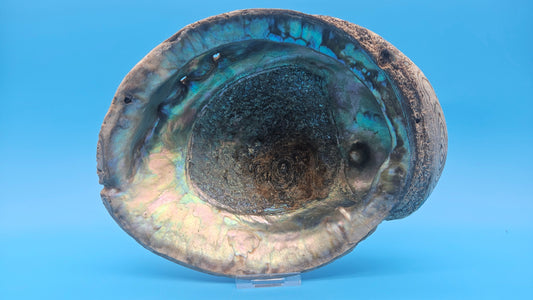 Green Abalone Shell with Pearl – 8" Coastal Display Décor Haliotis fulgens – Shells