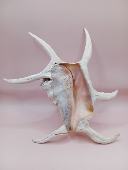 Lambis Chiragra Harpago Spider Conch Shell 9" | Coastal Display Specimen