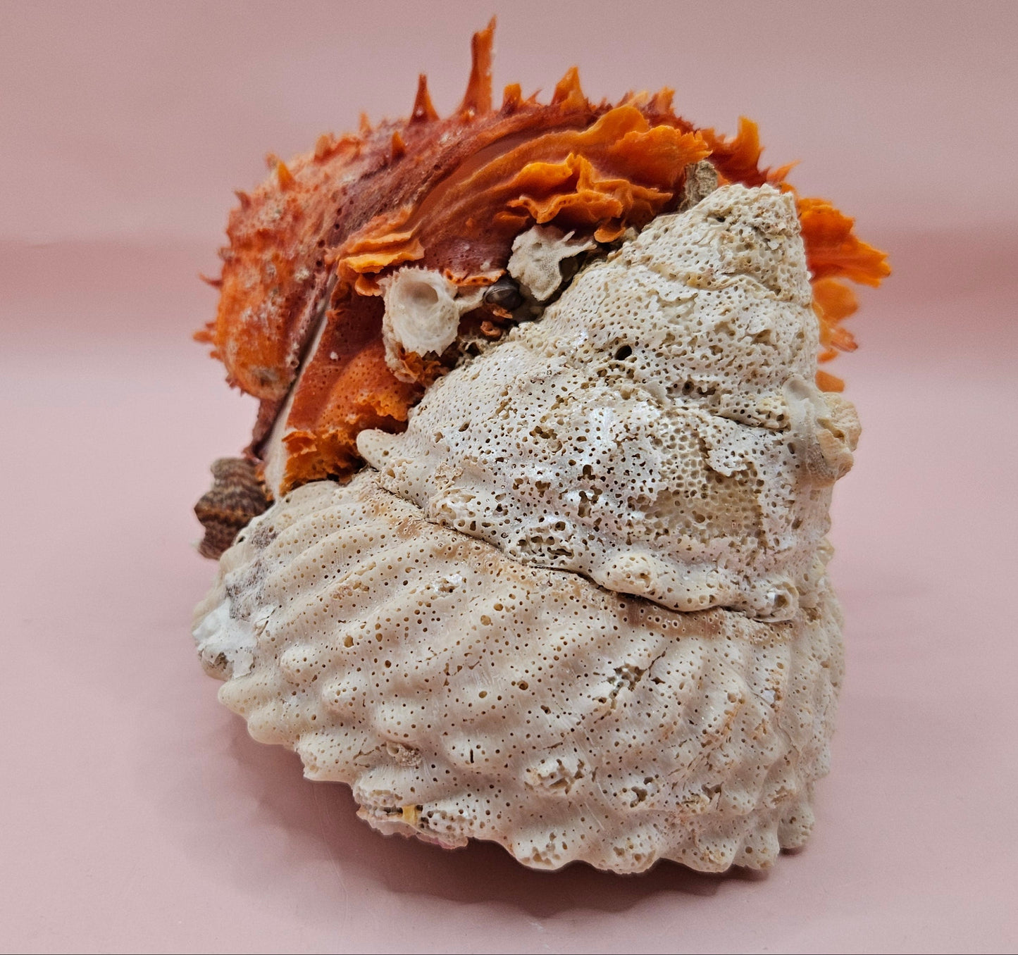 Princeps Spondylus Spiny Oyster Shell with Attached Undosa Astraea – Natural Ocean Display 6x5x4 – Shells