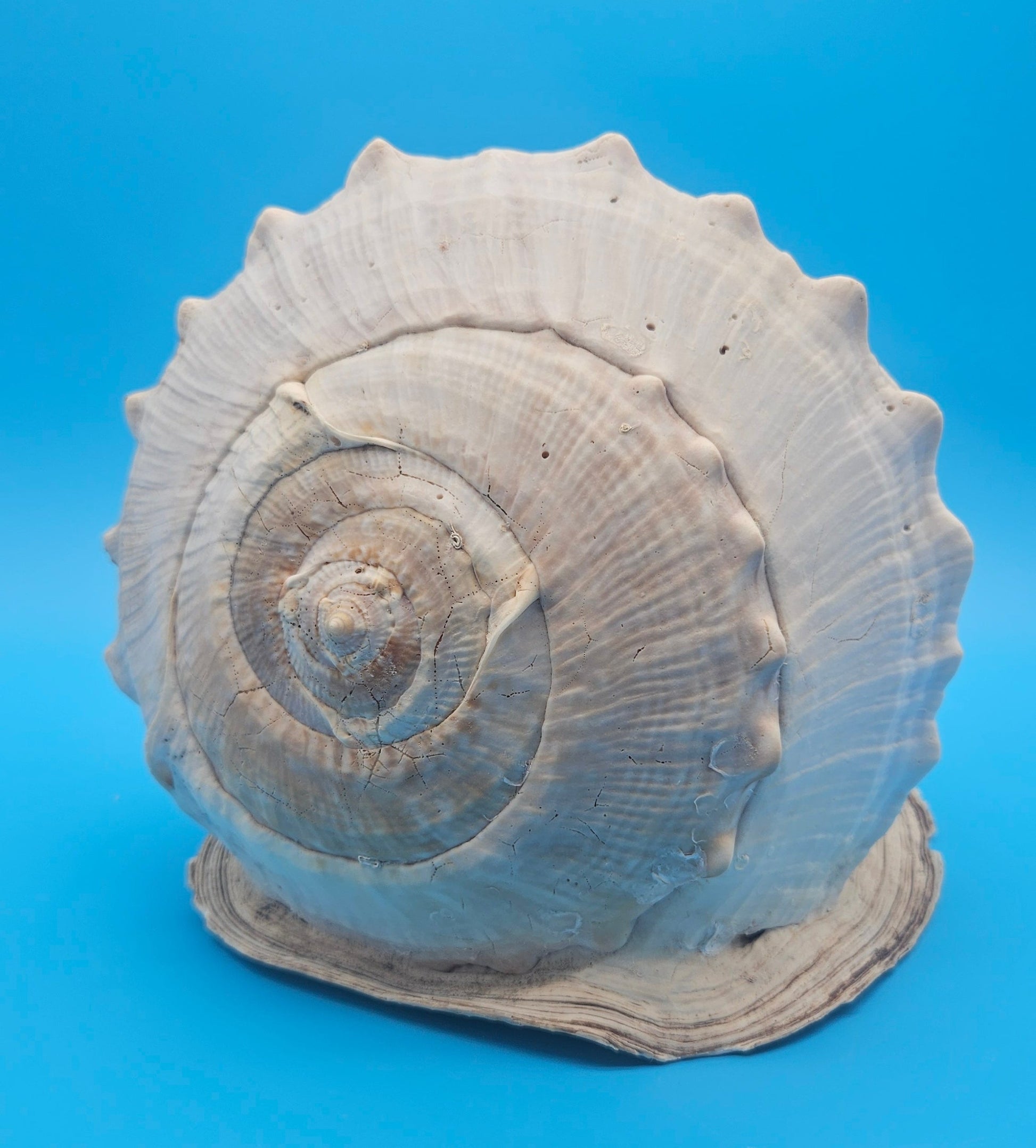 Large Queen Helmet Display Shell - Premium Coastal Home Decor Specimen 11.5" (Cassis Madagascariensis) – Shells