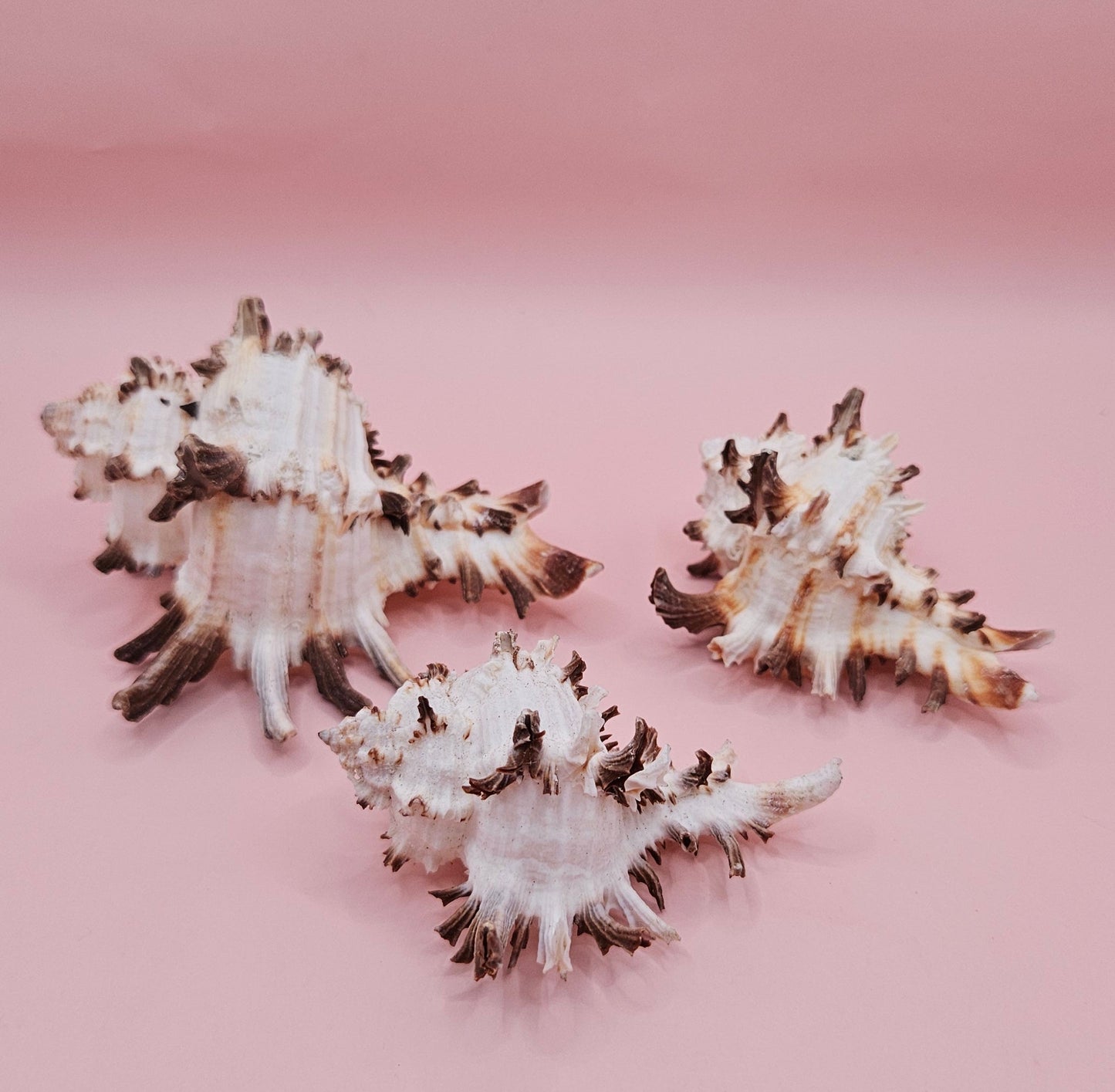 Trio of Murex Endive Shells | Coastal Display Decor | Spiked Sea Shells for Nautical Styling – Shells